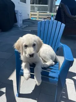 Baby dog