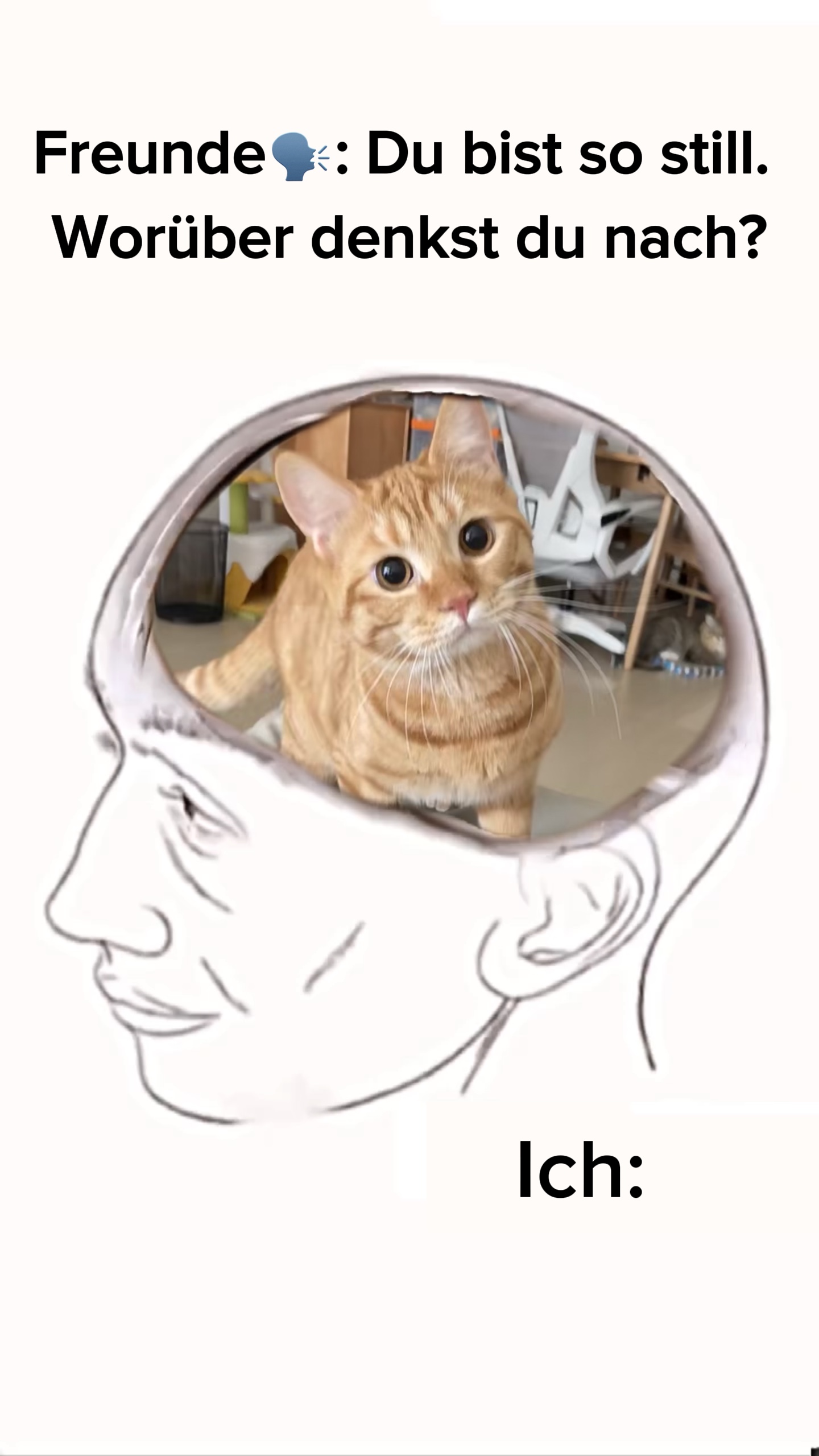 süße Kätzchen🤤
标签：#k