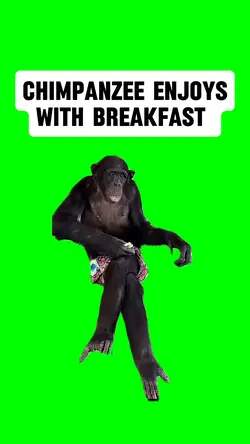 CHIMP’S BREAKFAST
