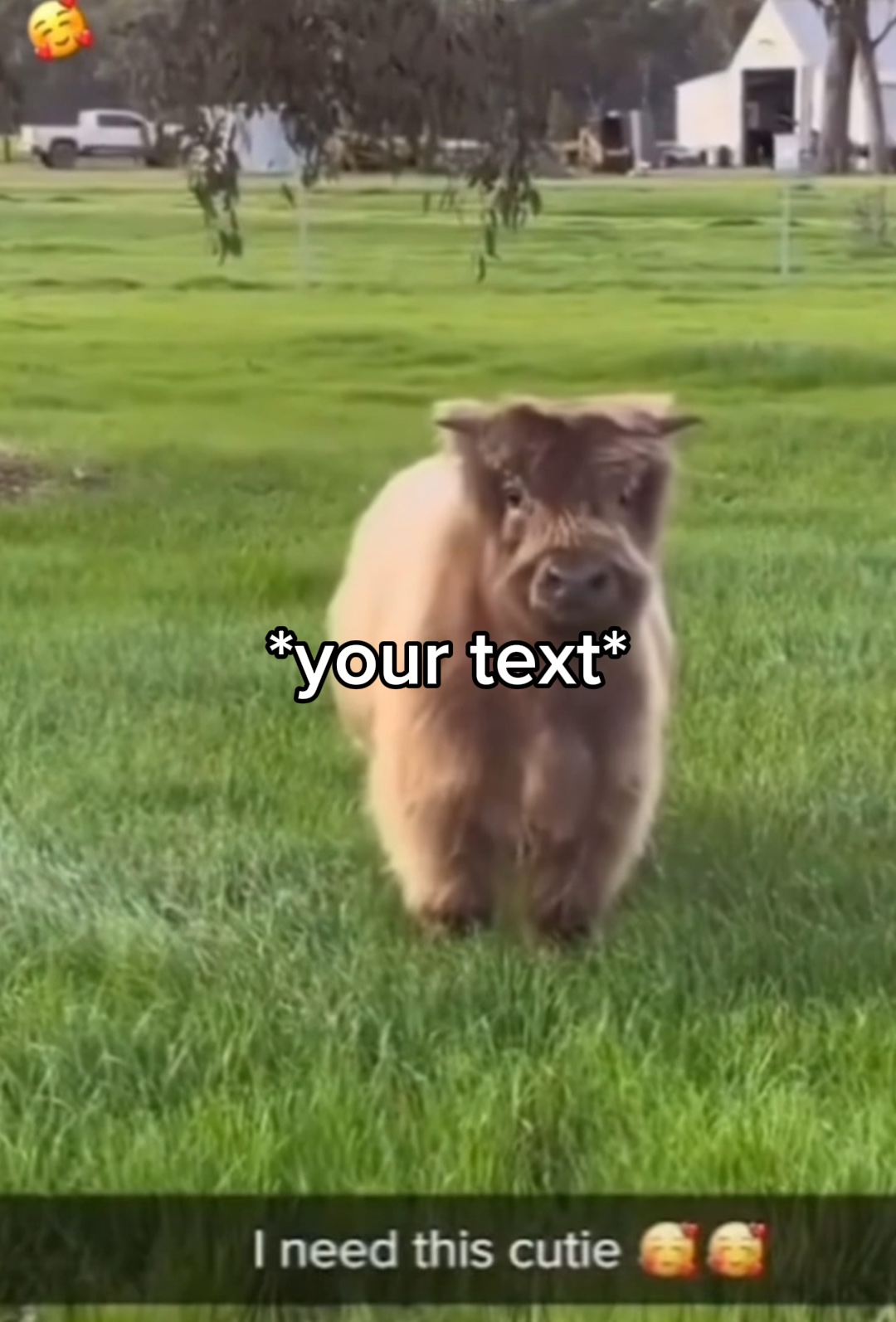 Cute animal 