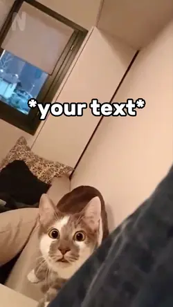 Cat staring meme 