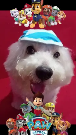 patrulha canina