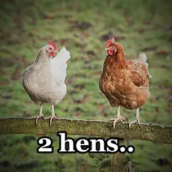 2 Hens pens tend