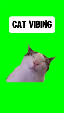 CAT VIBING