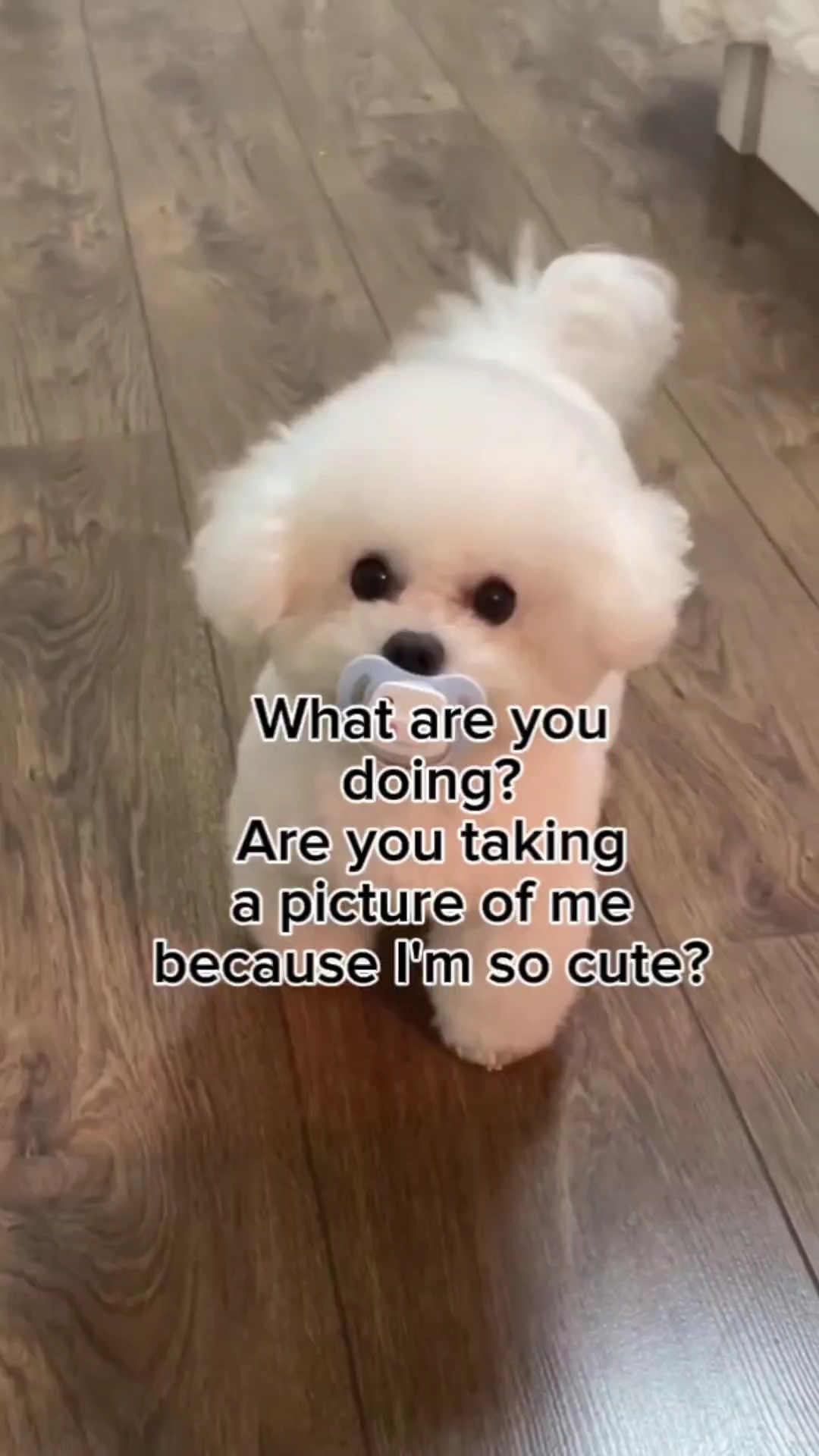 Terlalu imut