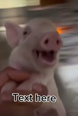 pig meme 