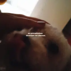 ANIMALZINHO.