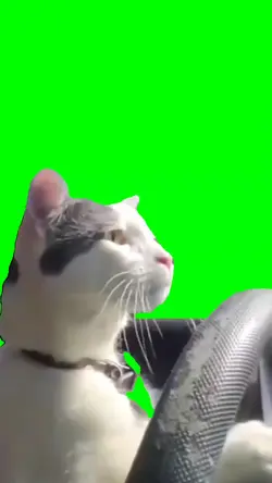 Driving cat