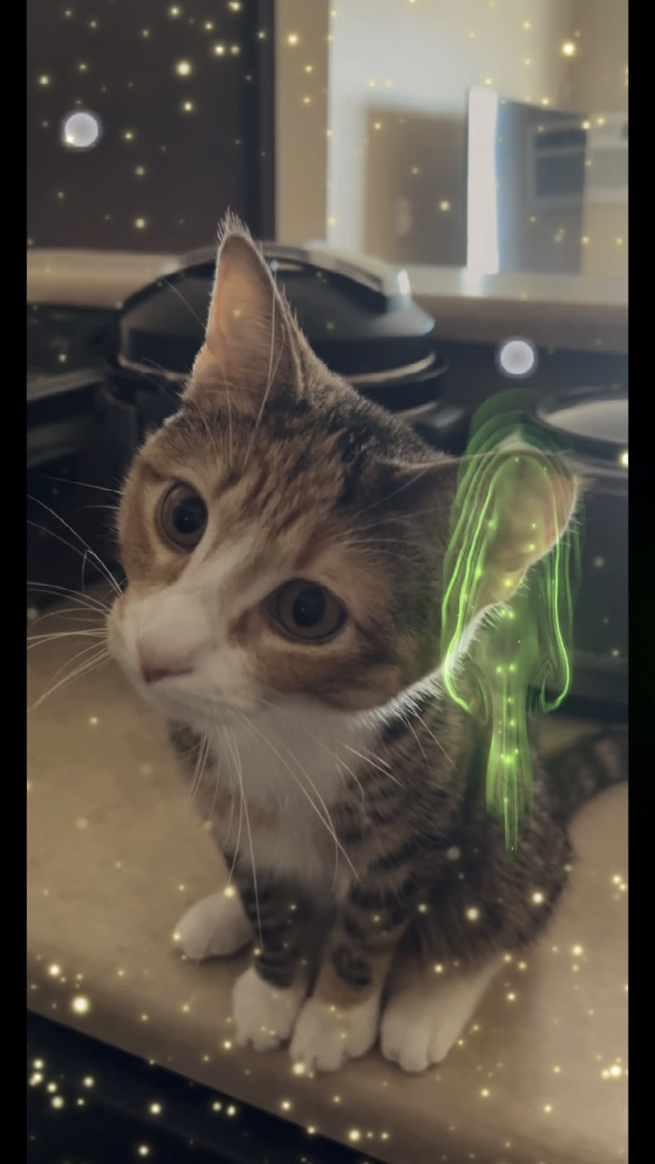 Cat and lights 