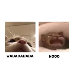 wabadaba meme