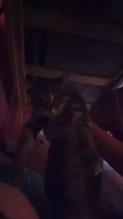 My little Stiles