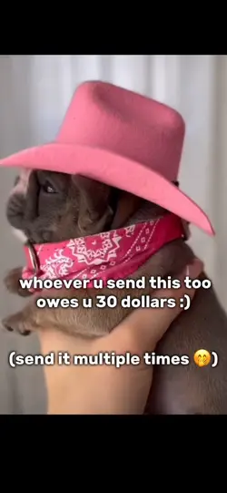 texas hold em dog