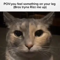 Serious Cat Template