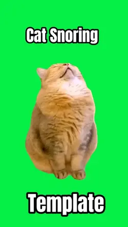 Cat snoring meme