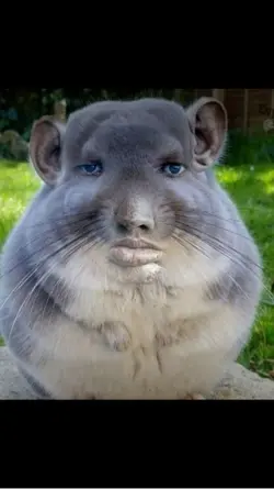 RAHHHHHHHHH🔥🔥🔥