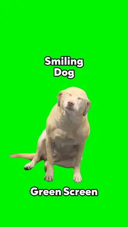 Smiling Dog