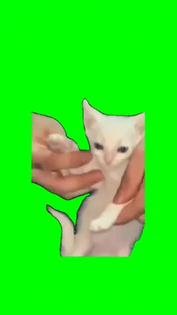 Gato Baila Cariñito
