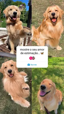 mostre o seu bixin
