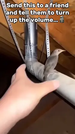 Turn Up Volume