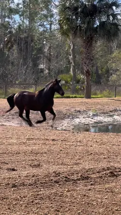Simple smooth slo mo