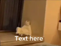 Cat meme 