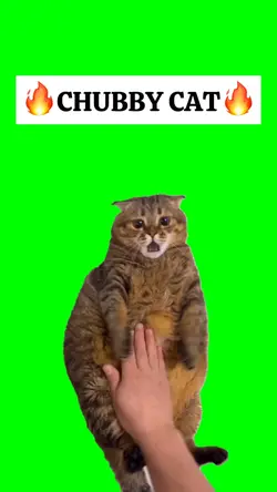 CHUBBY CAT