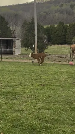 Slomo cow