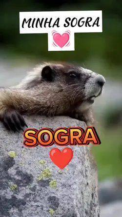 AMO MINHA SOGRA