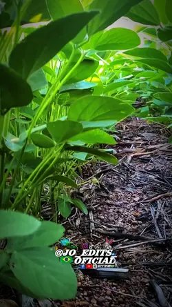 gurizada do agro ofc