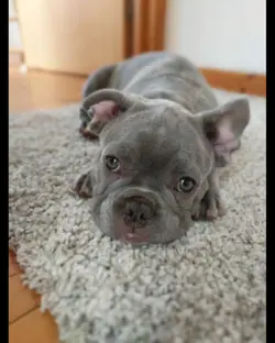 Fur Baby Love 