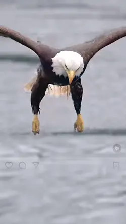 Eagle