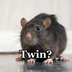 Rat twin