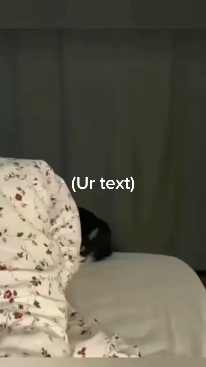 Necesito este gato