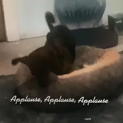 Applause