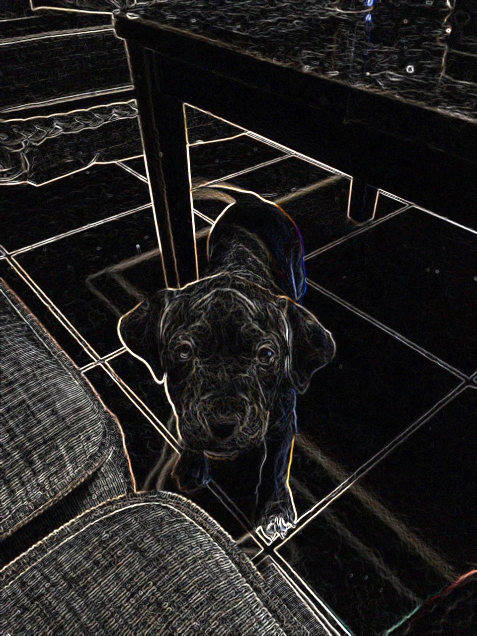 Köpekler 