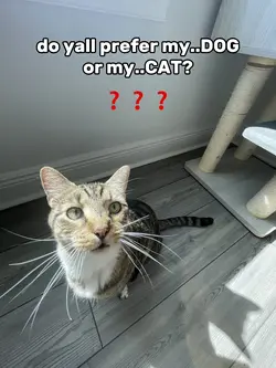 DOG..or..KITTY?🤭