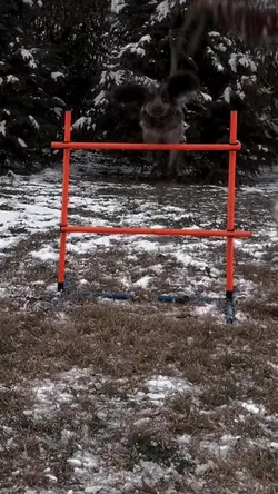 It’s a bird it’s a