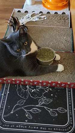 cat nip for the soul