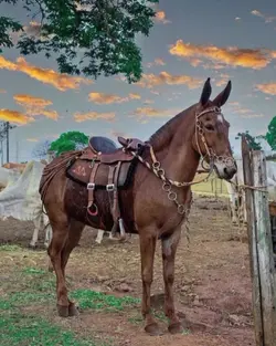 #burro