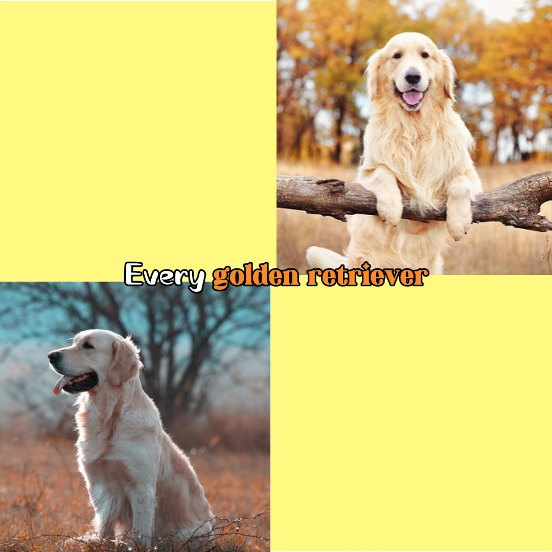 Lemon Beagle Ver.