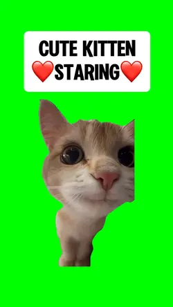 CUTE KITTEN STARING