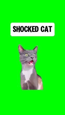 SHOCKED CAT