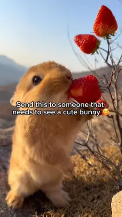 Strawberry eating