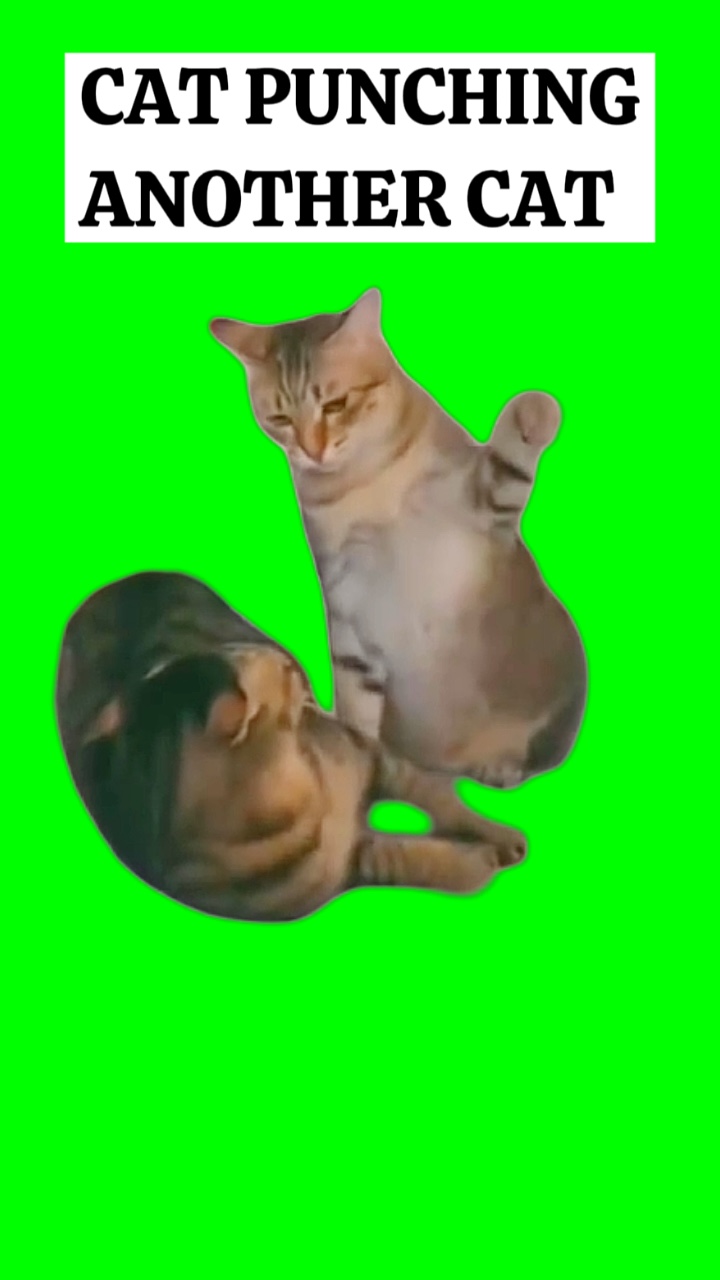 CAT PUNCHING CAT