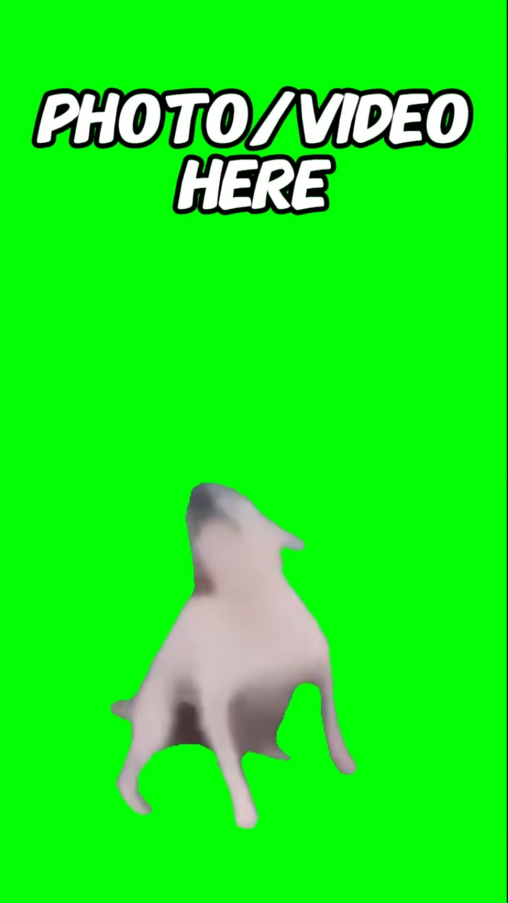 춤추는 개