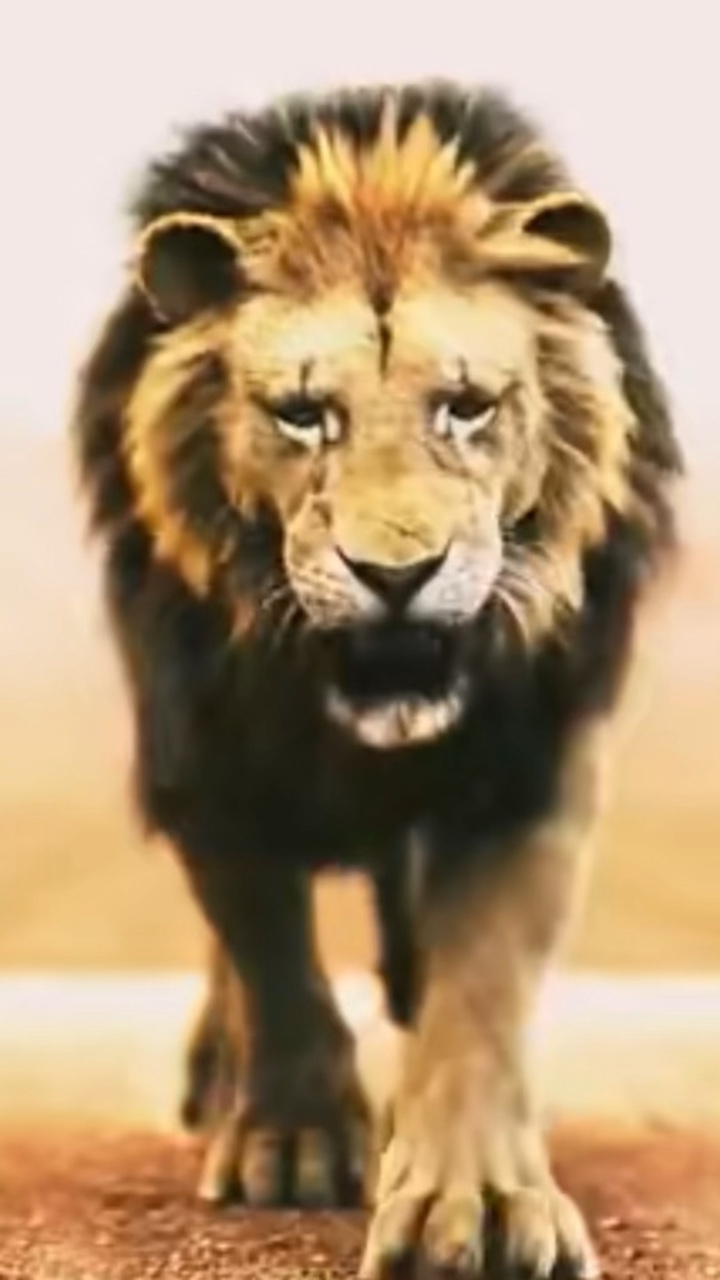 El león es el rey 👑