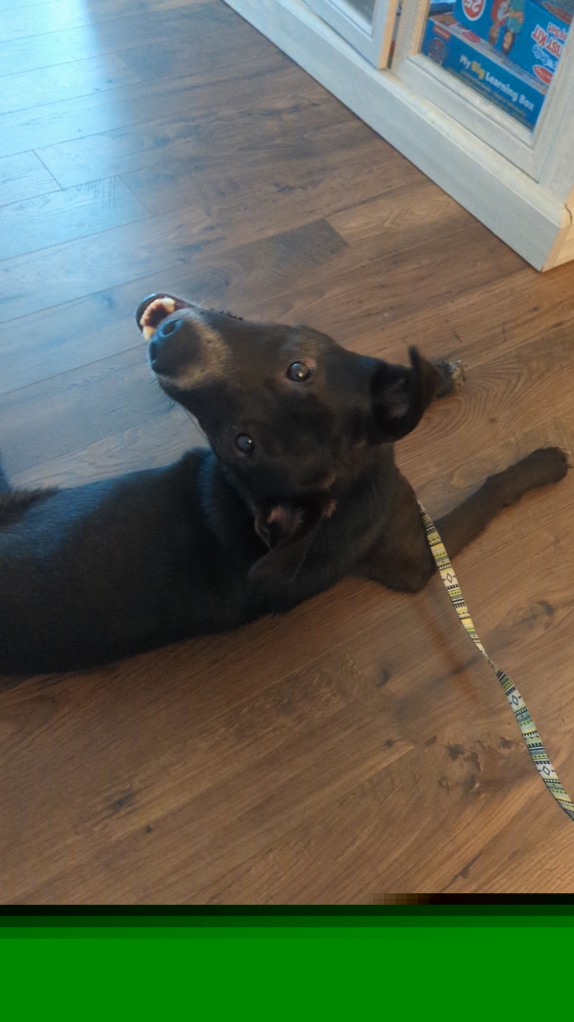 Mi cachorro.