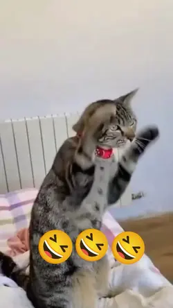 Vídeo engraçado