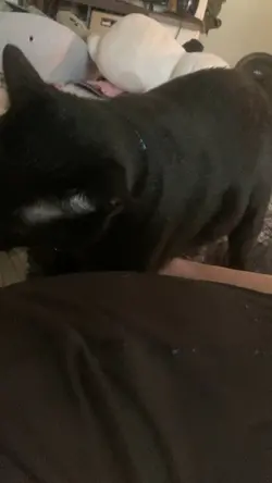 Mama cat