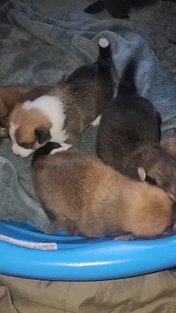 Puppy playpen
